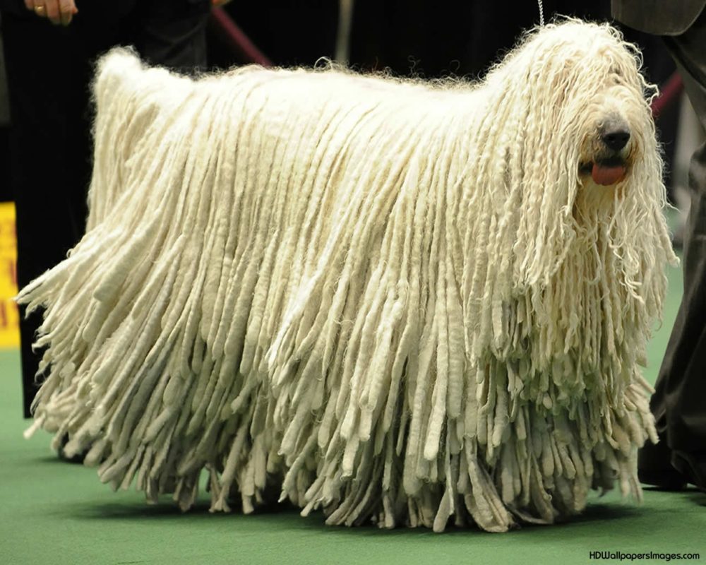 Komondor (18)