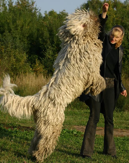 Komondor (19)