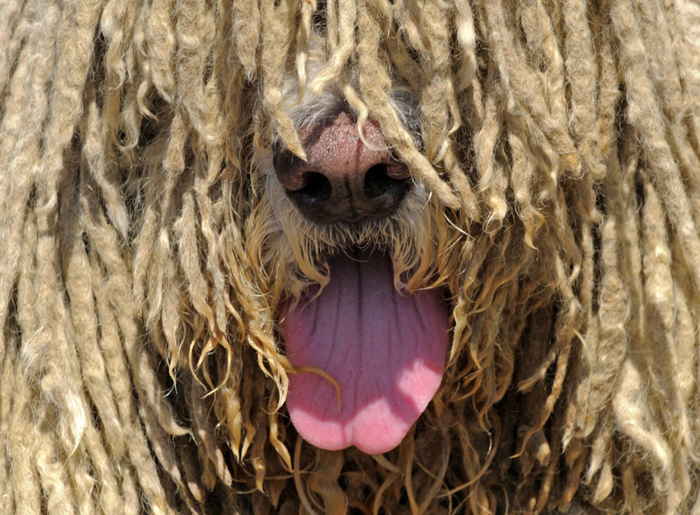A Komondor dog takes part in competitions during the International Dog Show in Erfurt, central Germany, on Sunday, June 14, 2009. Some 4,300 dogs of 250 breeds from all over the world take part at the show and will be examined by experts. The Komondor is a large Hungarian breed of livestock guard dog with a long corded coat. (AP Photo/Jens Meyer)
