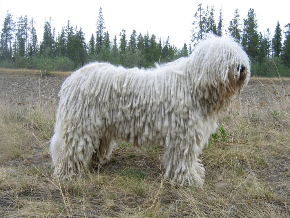 Komondor (20)