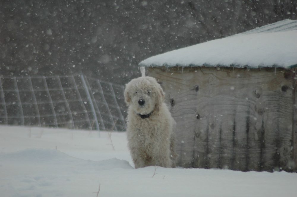 Komondor (23)