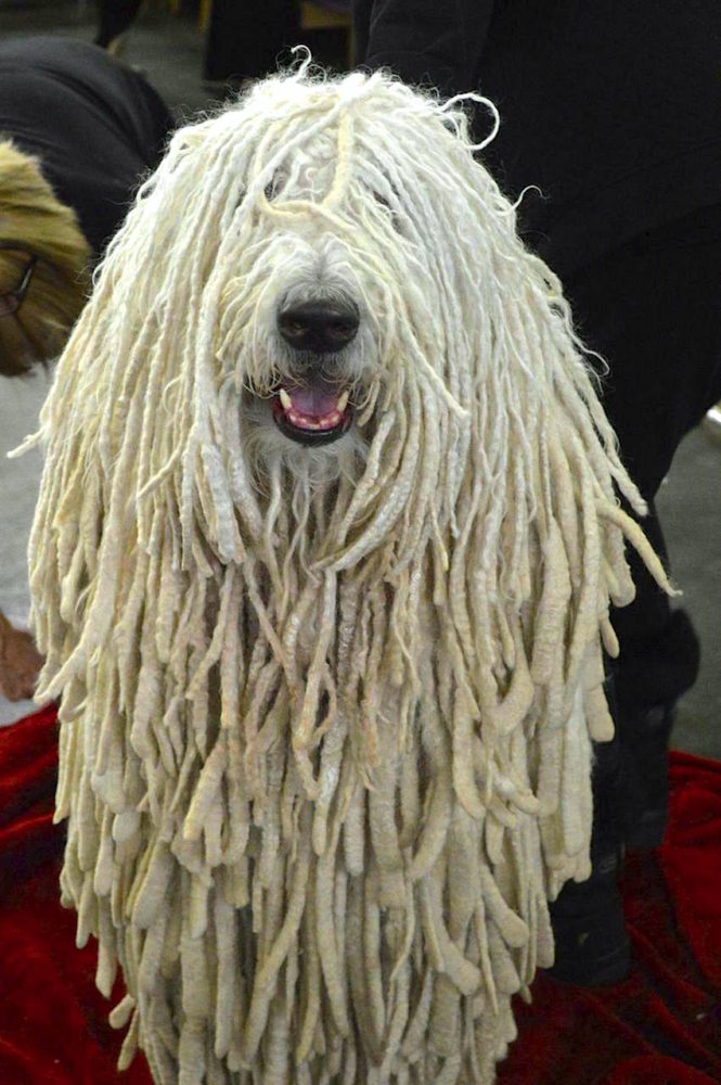 Komondor (24)