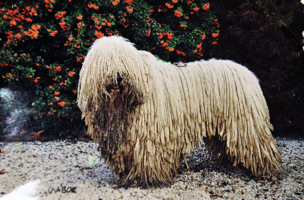 Komondor (3)