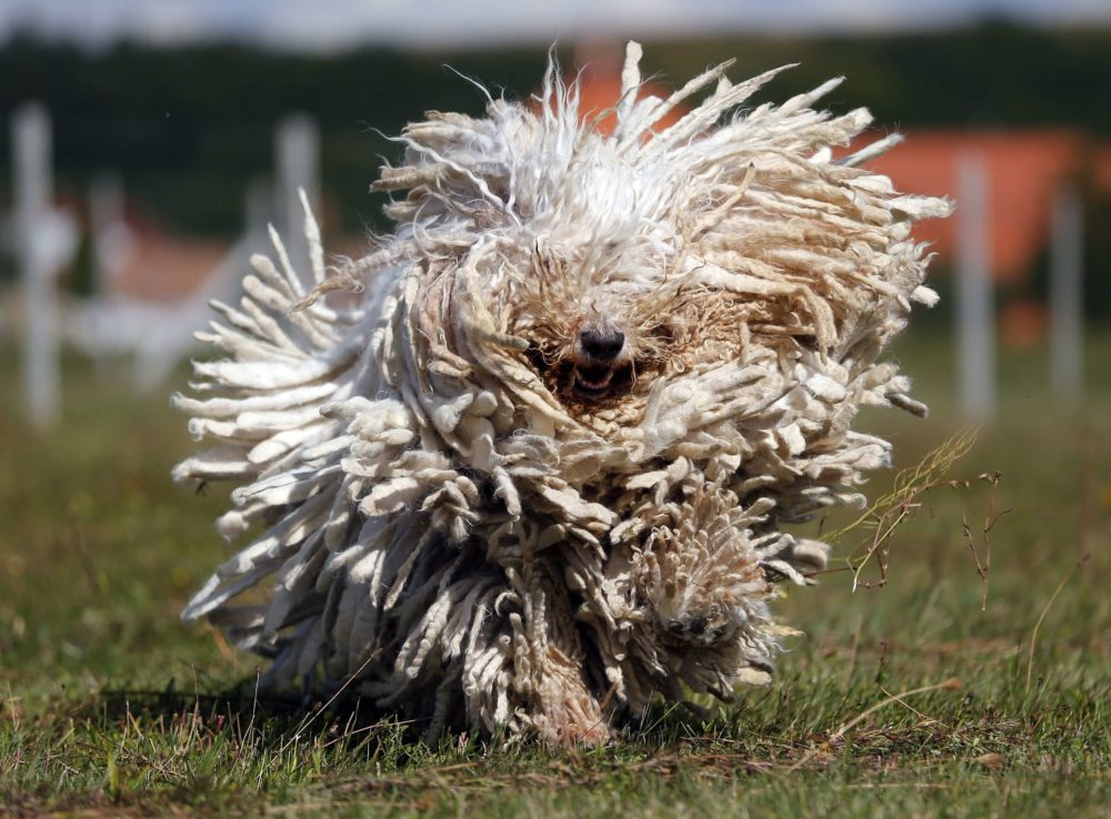 A Komondor, a traditional Hungarian guard dog, shakes its long fur in Bodony, 130 km northeast of Budapest September 3, 2013. Komondors, a traditional Hungarian breed, have a fur coat that weighs 30 kg (60 pounds). The kennel has won several awards but makes hardly any money as dogs without pedigrees have displaced pure breeds from the market in recent years. Picture taken September 3, 2013. REUTERS/Laszlo Balogh (HUNGARY - Tags: ANIMALS SOCIETY)