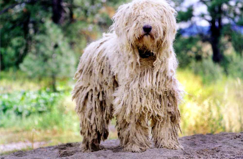 Komondor (6)