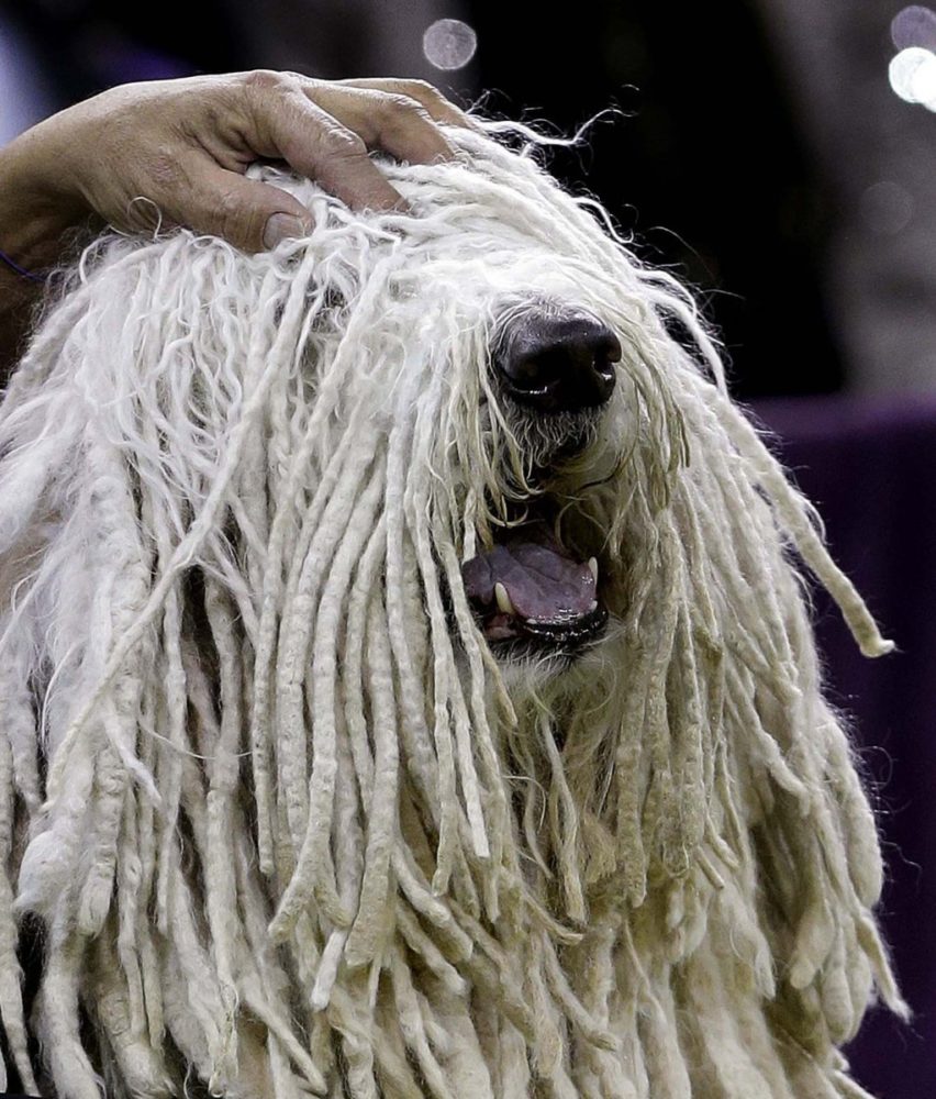 Komondor (7)