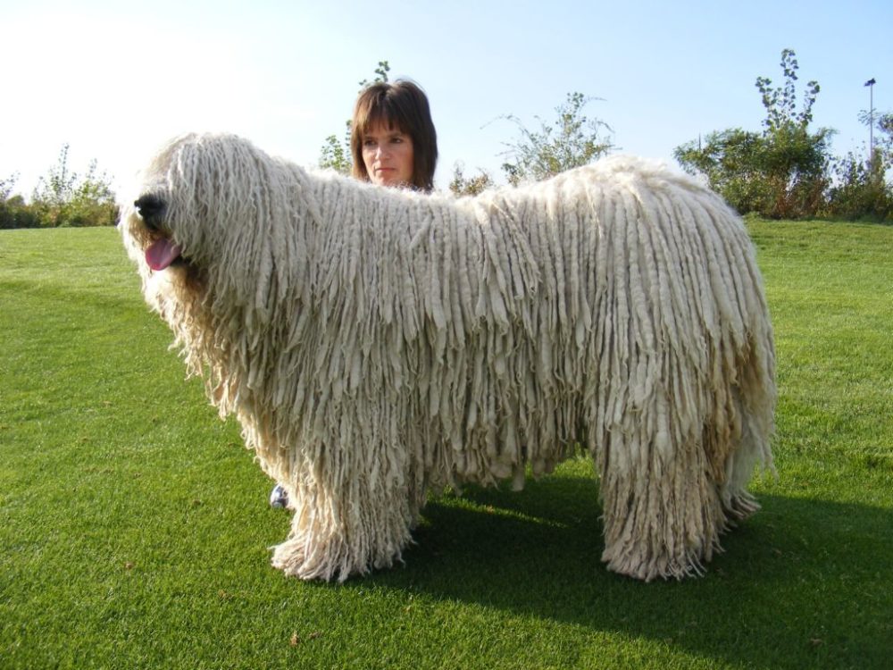 Komondor (9)