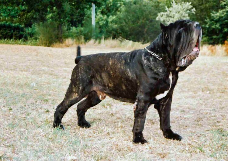 Mastim-Napolitano (1)