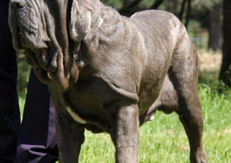 Mastim-Napolitano (10)