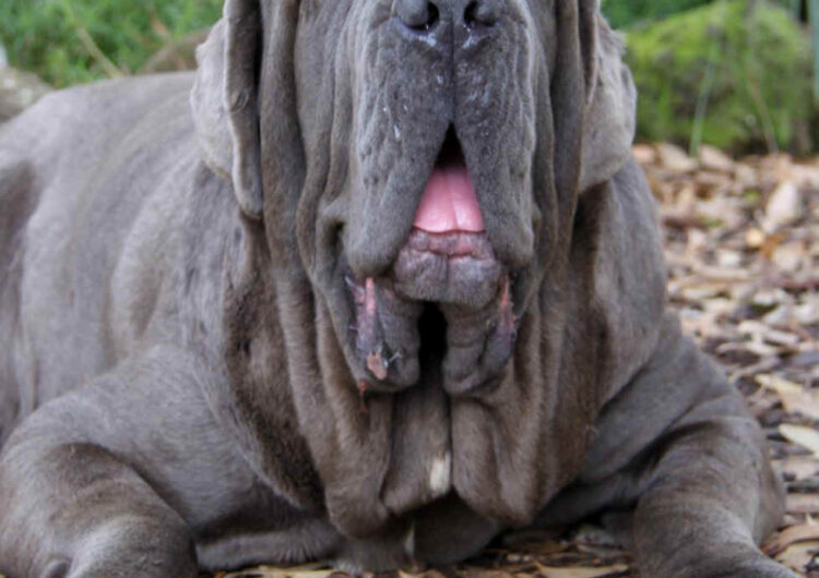 Mastim-Napolitano (11)