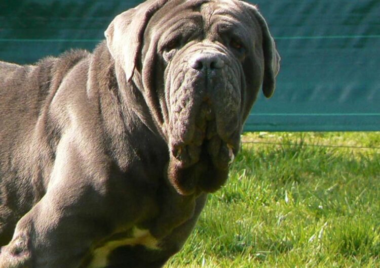 Mastim-Napolitano (12)