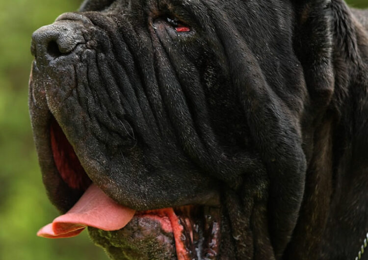 Mastim-Napolitano (13)