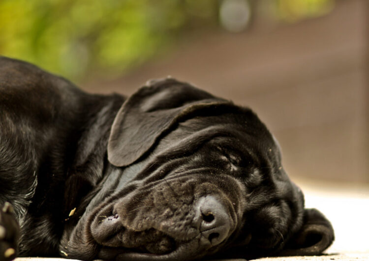 Mastim-Napolitano (14)