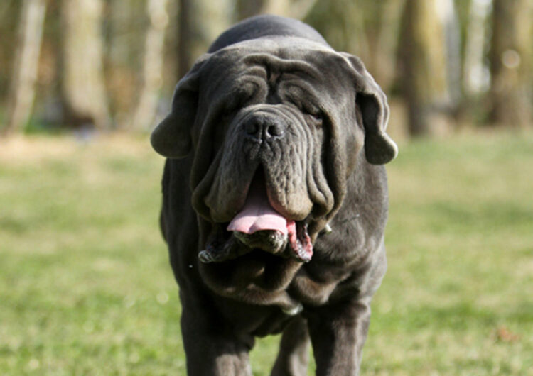 Mastim-Napolitano (18)