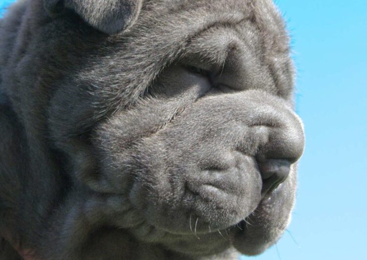 Mastim-Napolitano (19)