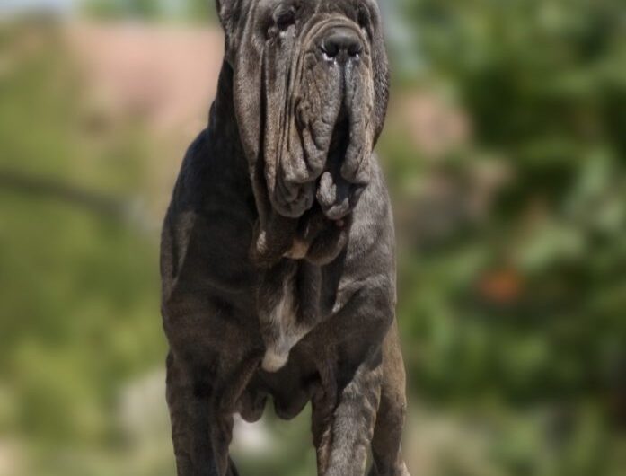 Mastim-Napolitano (2)