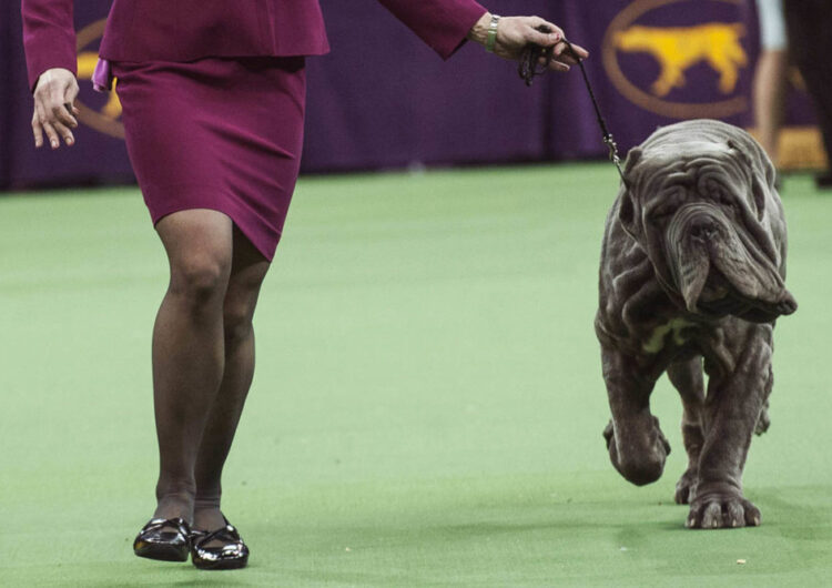 Neapolitan mastiff Ironwood's Papparrazi is run through the ring by his handler as he competes in the working group on the last day of judging of the 2014 Westminster Kennel Club Dog Show in New York February 11, 2014. The top dog in each group will go nose-to-nose at Madison Square Garden in Manhattan in the championship round that concludes one of the oldest sporting events in the United States. REUTERS/Keith Bedford (UNITED STATES - Tags: ANIMALS SOCIETY) ORG XMIT: KDB126