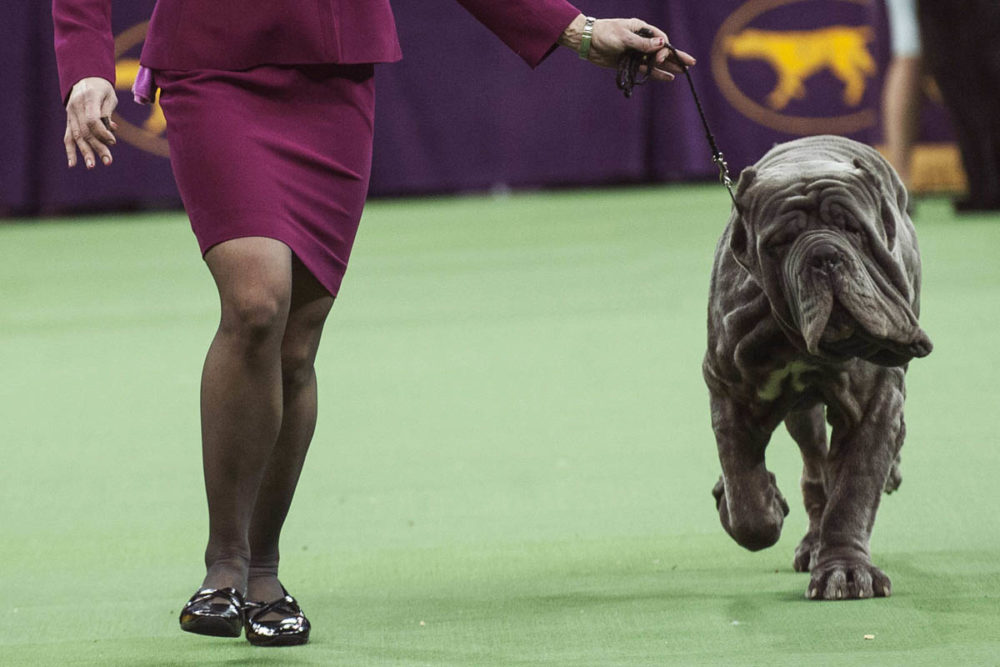 Neapolitan mastiff Ironwood's Papparrazi is run through the ring by his handler as he competes in the working group on the last day of judging of the 2014 Westminster Kennel Club Dog Show in New York