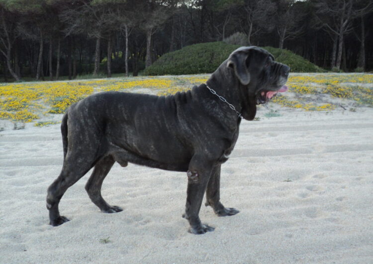 Mastim-Napolitano (3)