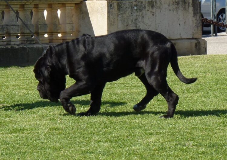 Mastim-Napolitano (4)