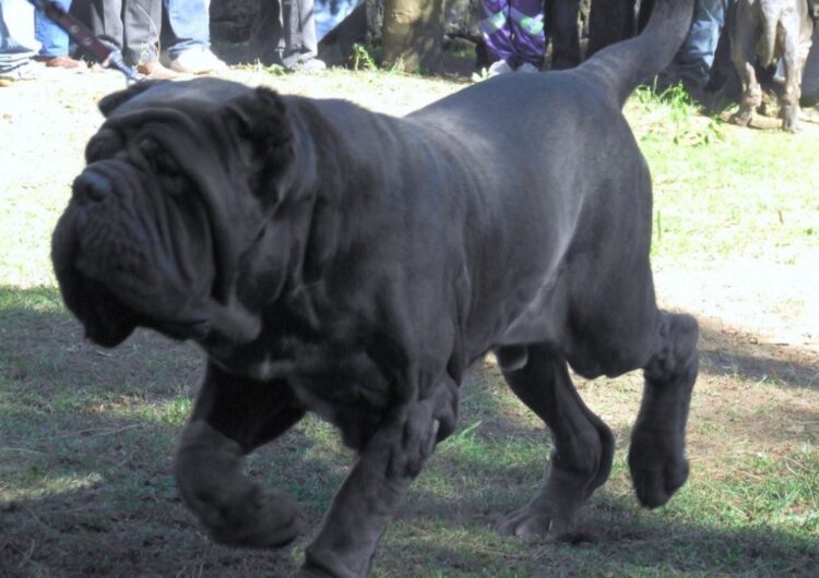 Mastim-Napolitano (5)