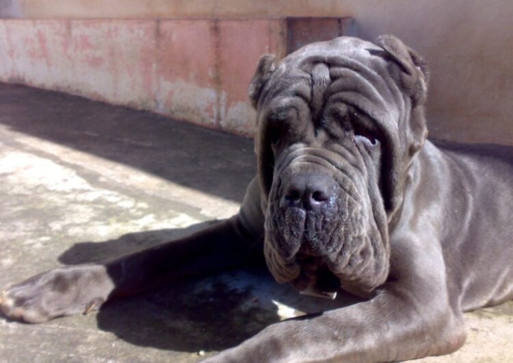 Mastim-Napolitano (6)