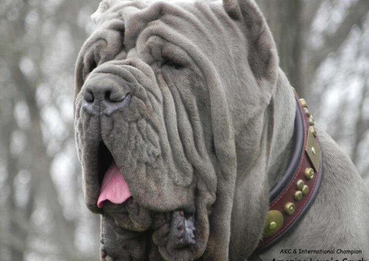 Mastim-Napolitano (7)