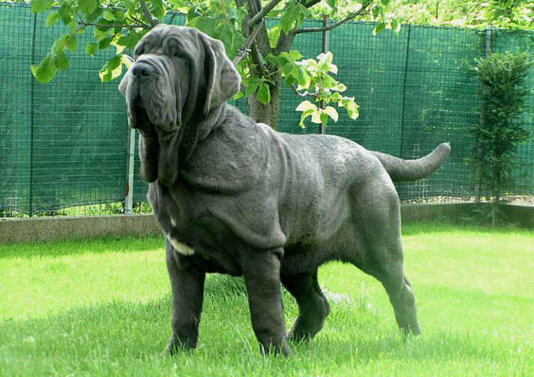 Mastim-Napolitano (8)