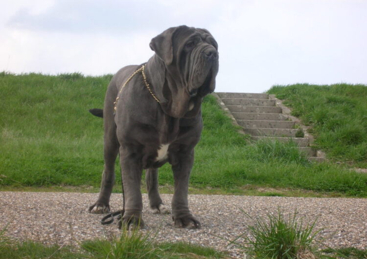 Mastim-Napolitano (9)