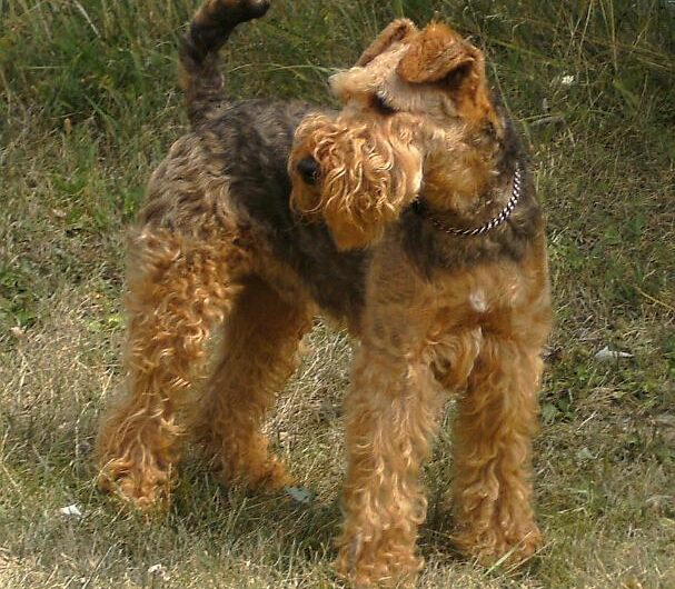 airedale-terrier (1)