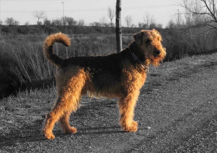 airedale-terrier (1)