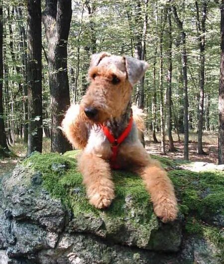 airedale-terrier (10)