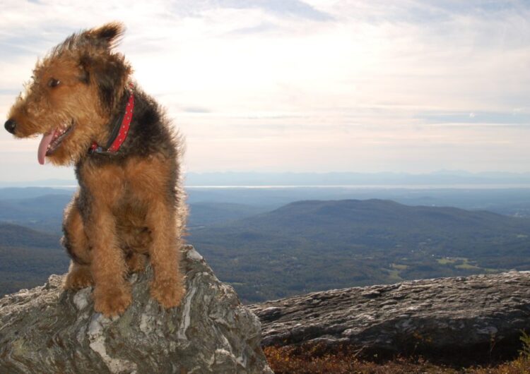 airedale-terrier (11)