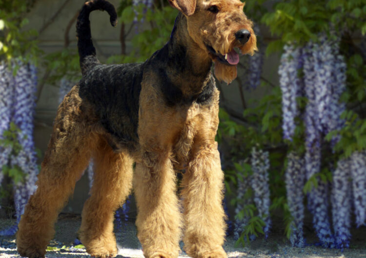 airedale-terrier (14)