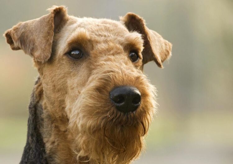 airedale-terrier (15)