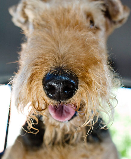 airedale-terrier (16)