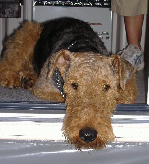 airedale-terrier (2)
