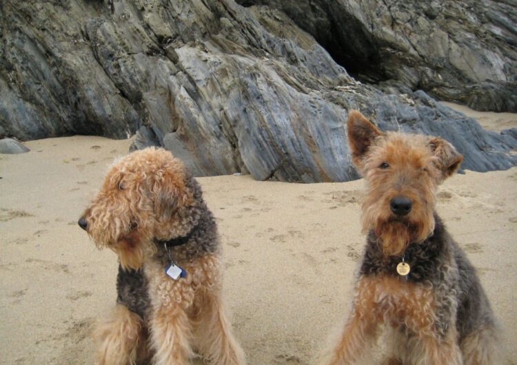 airedale-terrier (20)