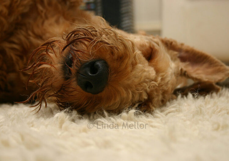 airedale-terrier (21)