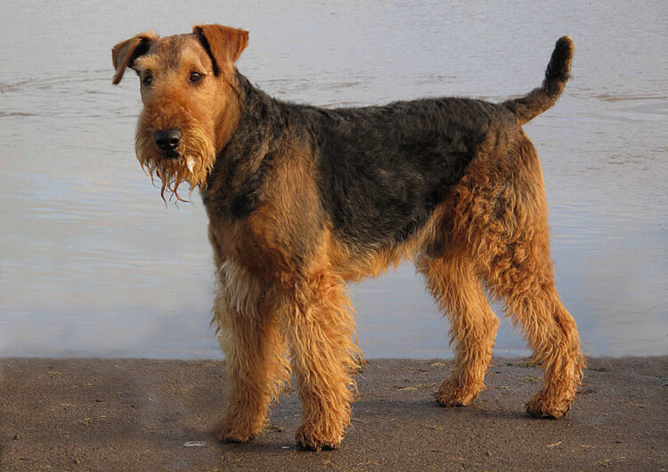 airedale-terrier (4)