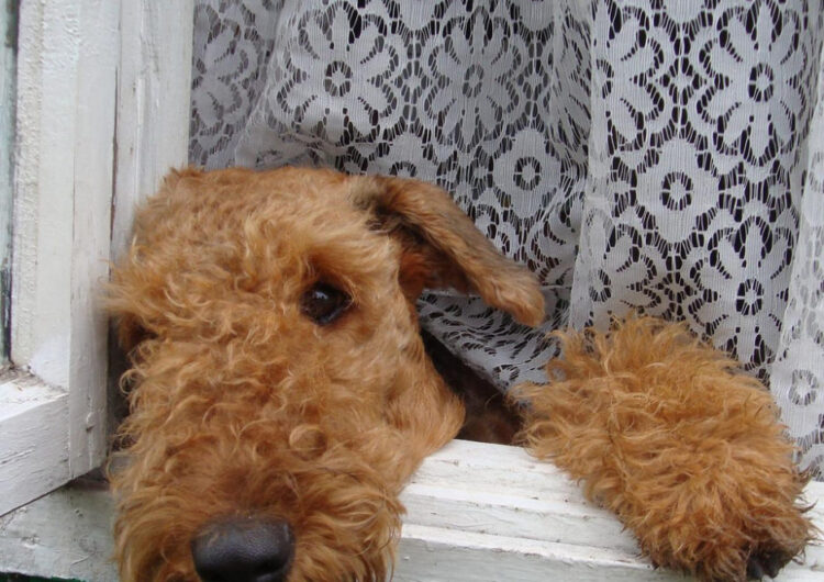 airedale-terrier (5)