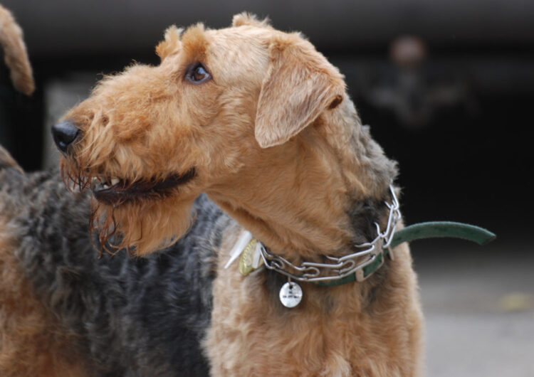 airedale-terrier (6)