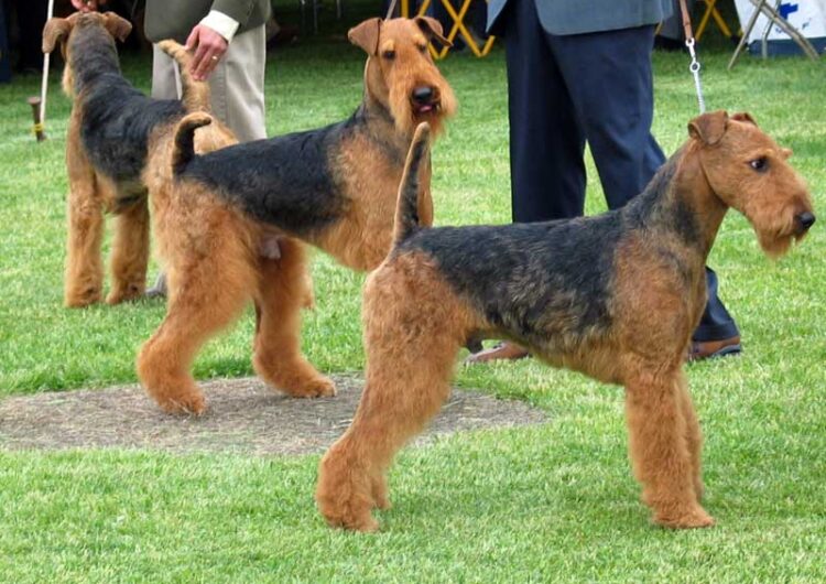 airedale-terrier (7)