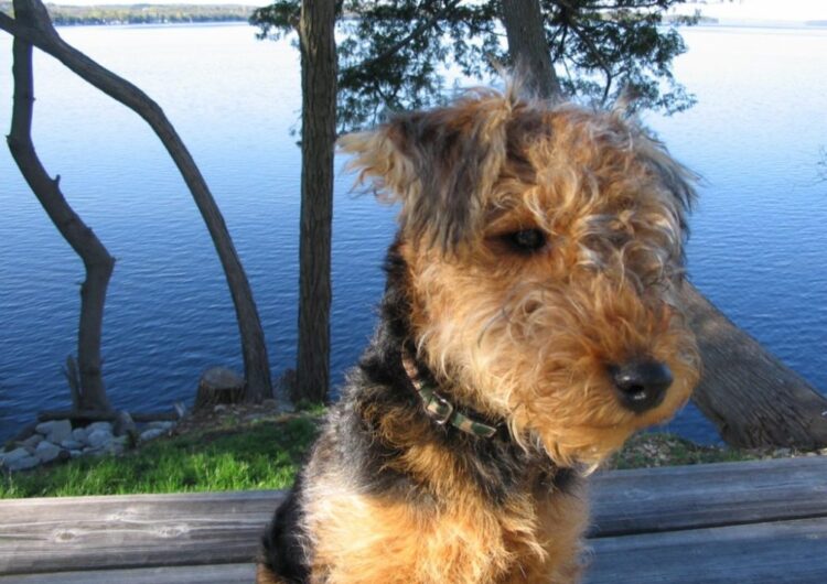 airedale-terrier (8)