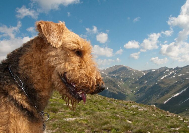 airedale-terrier (9)