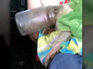 A cachorra foi abandonada com um pote na cabeça. (Foto: Reprodução / CBS 46)