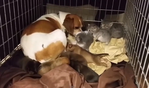 A cachorra Mary e todos seus filhotes caninos e felinos. (Foto: Reprodução / Youtube)