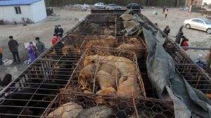 Protetores de animais param um caminhão que carregava 500 cães para o mercado em Beijing. Foto: AFP