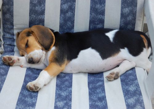 Cachorros que têm sono agitado podem estar sonhando. (Foto: Reprodução / Vetstreet)