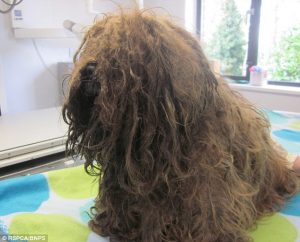 O cão Happy foi encontrado em situação deplorável. (Foto: Reprodução / Daily Mail UK)